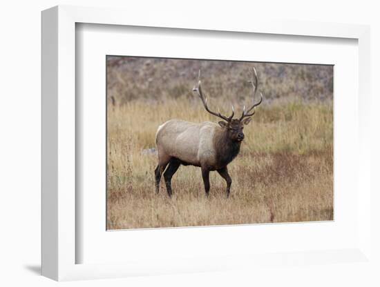 Bull elk or wapiti in meadow, Yellowstone National Park.-Adam Jones-Framed Photographic Print