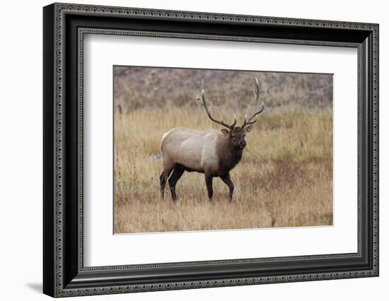 Bull elk or wapiti in meadow, Yellowstone National Park.-Adam Jones-Framed Photographic Print