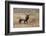 Bull elk or wapiti in meadow, Yellowstone National Park.-Adam Jones-Framed Photographic Print