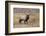 Bull elk or wapiti in meadow, Yellowstone National Park.-Adam Jones-Framed Photographic Print