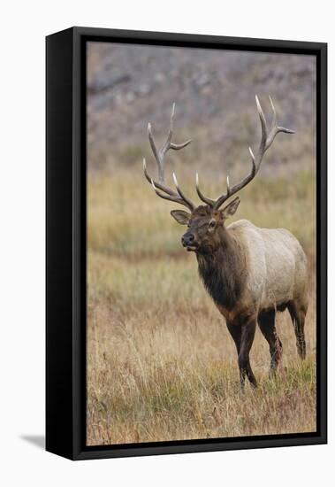 Bull elk or wapiti in meadow, Yellowstone National Park.-Adam Jones-Framed Premier Image Canvas