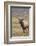 Bull elk or wapiti in meadow, Yellowstone National Park.-Adam Jones-Framed Photographic Print