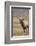 Bull elk or wapiti in meadow, Yellowstone National Park.-Adam Jones-Framed Photographic Print