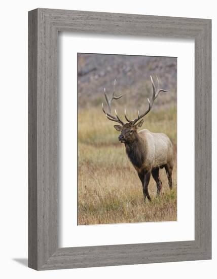 Bull elk or wapiti in meadow, Yellowstone National Park.-Adam Jones-Framed Photographic Print