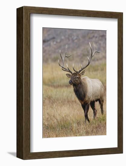 Bull elk or wapiti in meadow, Yellowstone National Park.-Adam Jones-Framed Photographic Print