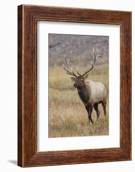 Bull elk or wapiti in meadow, Yellowstone National Park.-Adam Jones-Framed Photographic Print