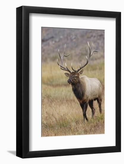 Bull elk or wapiti in meadow, Yellowstone National Park.-Adam Jones-Framed Photographic Print