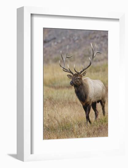 Bull elk or wapiti in meadow, Yellowstone National Park.-Adam Jones-Framed Photographic Print