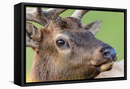 Bull elk or wapiti, Yellowstone National Park.-Adam Jones-Framed Premier Image Canvas