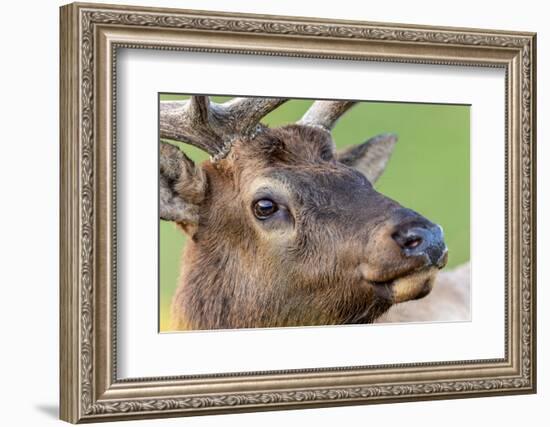 Bull elk or wapiti, Yellowstone National Park.-Adam Jones-Framed Photographic Print