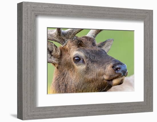 Bull elk or wapiti, Yellowstone National Park.-Adam Jones-Framed Photographic Print