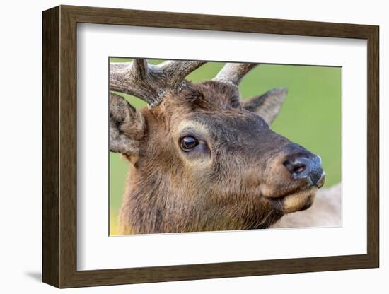 Bull elk or wapiti, Yellowstone National Park.-Adam Jones-Framed Photographic Print