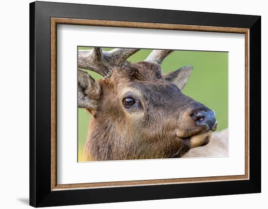 Bull elk or wapiti, Yellowstone National Park.-Adam Jones-Framed Photographic Print