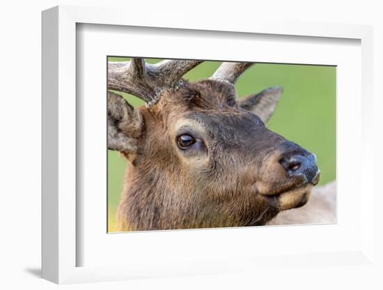 Bull elk or wapiti, Yellowstone National Park.-Adam Jones-Framed Photographic Print