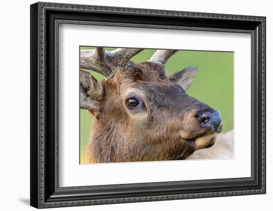 Bull elk or wapiti, Yellowstone National Park.-Adam Jones-Framed Photographic Print