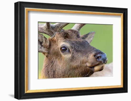 Bull elk or wapiti, Yellowstone National Park.-Adam Jones-Framed Photographic Print