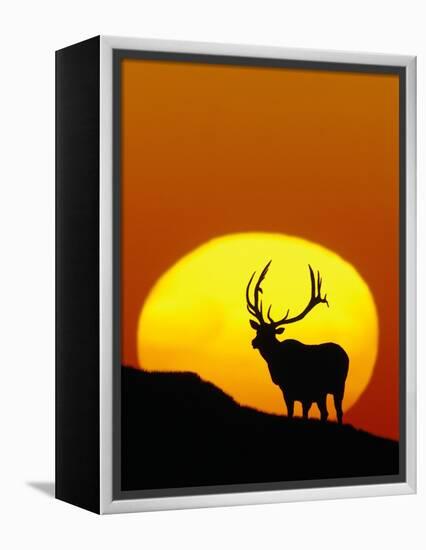 Bull Elk Outlined by Sun-Chase Swift-Framed Premier Image Canvas