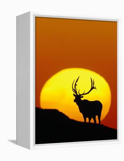 Bull Elk Outlined by Sun-Chase Swift-Framed Premier Image Canvas