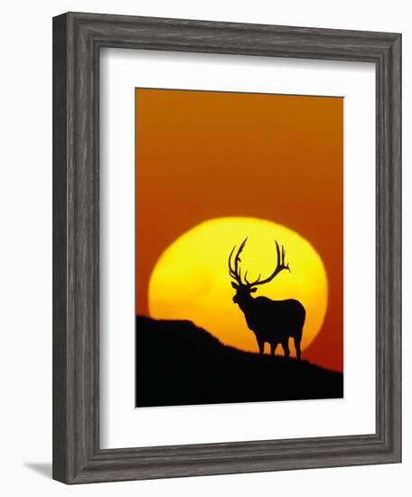 Bull Elk Outlined by Sun-Chase Swift-Framed Photographic Print