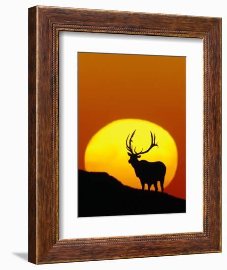 Bull Elk Outlined by Sun-Chase Swift-Framed Photographic Print