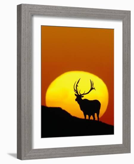 Bull Elk Outlined by Sun-Chase Swift-Framed Photographic Print