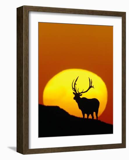 Bull Elk Outlined by Sun-Chase Swift-Framed Photographic Print