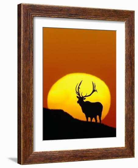 Bull Elk Outlined by Sun-Chase Swift-Framed Photographic Print
