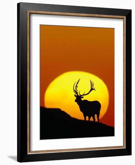 Bull Elk Outlined by Sun-Chase Swift-Framed Photographic Print