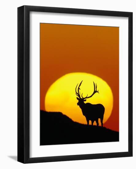 Bull Elk Outlined by Sun-Chase Swift-Framed Photographic Print