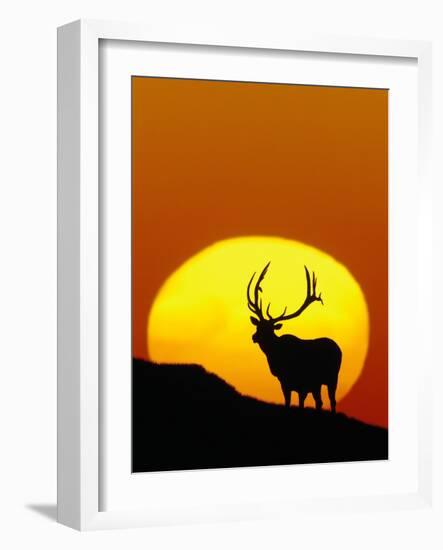 Bull Elk Outlined by Sun-Chase Swift-Framed Photographic Print