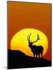 Bull Elk Outlined by Sun-Chase Swift-Mounted Photographic Print