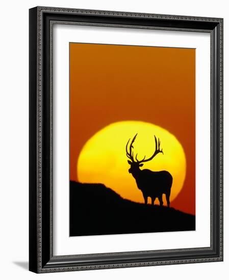 Bull Elk Outlined by Sun-Chase Swift-Framed Photographic Print