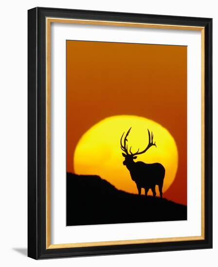 Bull Elk Outlined by Sun-Chase Swift-Framed Photographic Print