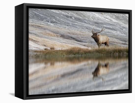 Bull Elk reflecting on pond at base of Canary Spring, Yellowstone National Park, Montana, Wyoming-Adam Jones-Framed Premier Image Canvas