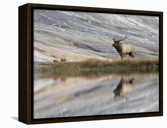 Bull Elk reflecting on pond at base of Canary Spring, Yellowstone National Park, Montana, Wyoming-Adam Jones-Framed Premier Image Canvas