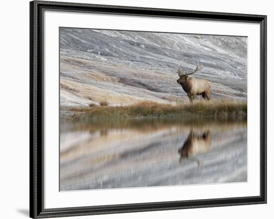 Bull Elk reflecting on pond at base of Canary Spring, Yellowstone National Park, Montana, Wyoming-Adam Jones-Framed Photographic Print