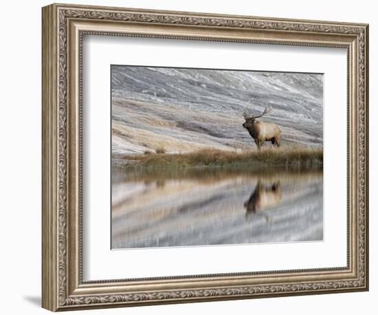 Bull Elk reflecting on pond at base of Canary Spring, Yellowstone National Park, Montana, Wyoming-Adam Jones-Framed Photographic Print