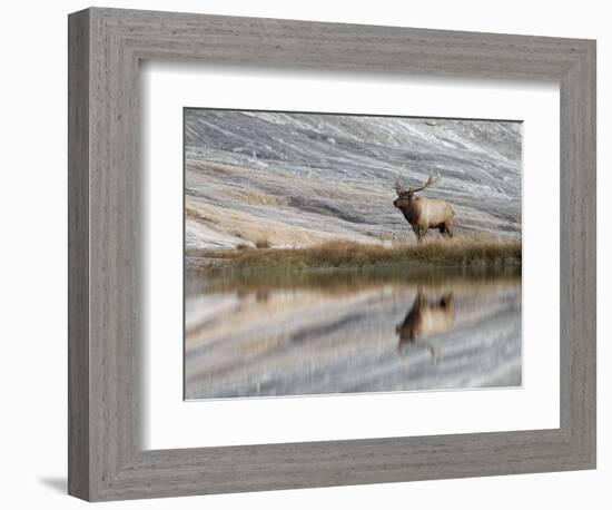 Bull Elk reflecting on pond at base of Canary Spring, Yellowstone National Park, Montana, Wyoming-Adam Jones-Framed Photographic Print