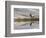 Bull Elk reflecting on pond at base of Canary Spring, Yellowstone National Park, Montana, Wyoming-Adam Jones-Framed Photographic Print