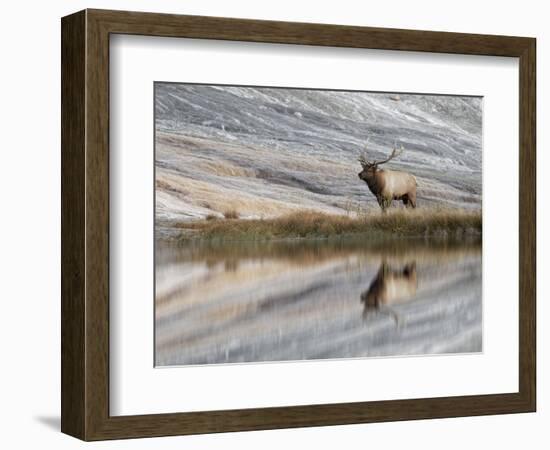 Bull Elk reflecting on pond at base of Canary Spring, Yellowstone National Park, Montana, Wyoming-Adam Jones-Framed Photographic Print