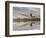 Bull Elk reflecting on pond at base of Canary Spring, Yellowstone National Park, Montana, Wyoming-Adam Jones-Framed Photographic Print