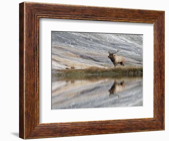 Bull Elk reflecting on pond at base of Canary Spring, Yellowstone National Park, Montana, Wyoming-Adam Jones-Framed Photographic Print