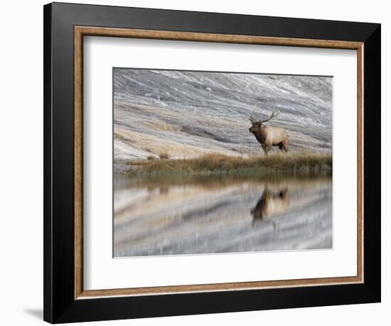 Bull Elk reflecting on pond at base of Canary Spring, Yellowstone National Park, Montana, Wyoming-Adam Jones-Framed Photographic Print