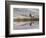 Bull Elk reflecting on pond at base of Canary Spring, Yellowstone National Park, Montana, Wyoming-Adam Jones-Framed Photographic Print