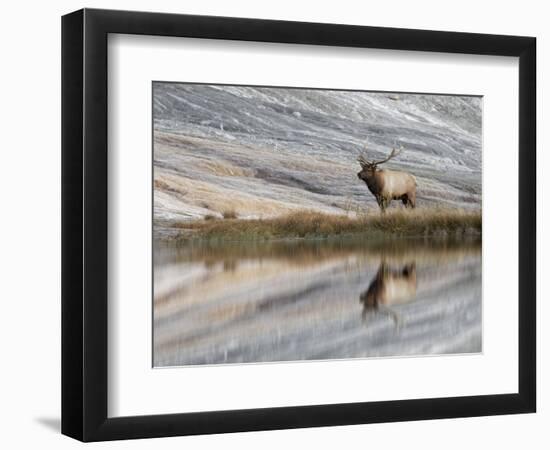 Bull Elk reflecting on pond at base of Canary Spring, Yellowstone National Park, Montana, Wyoming-Adam Jones-Framed Photographic Print