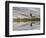 Bull Elk reflecting on pond at base of Canary Spring, Yellowstone National Park, Montana, Wyoming-Adam Jones-Framed Photographic Print