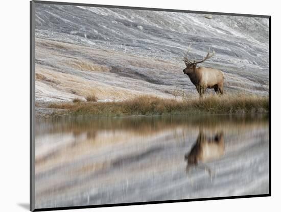 Bull Elk reflecting on pond at base of Canary Spring, Yellowstone National Park, Montana, Wyoming-Adam Jones-Mounted Photographic Print