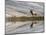 Bull Elk reflecting on pond at base of Canary Spring, Yellowstone National Park, Montana, Wyoming-Adam Jones-Mounted Photographic Print