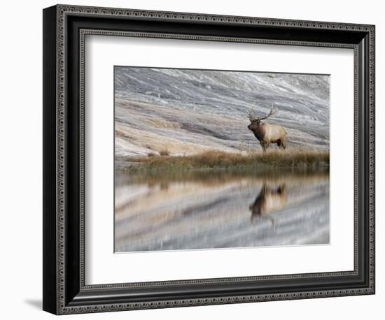 Bull Elk reflecting on pond at base of Canary Spring, Yellowstone National Park, Montana, Wyoming-Adam Jones-Framed Photographic Print