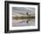 Bull Elk reflecting on pond at base of Canary Spring, Yellowstone National Park, Montana, Wyoming-Adam Jones-Framed Photographic Print